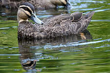 Canard à sourcils