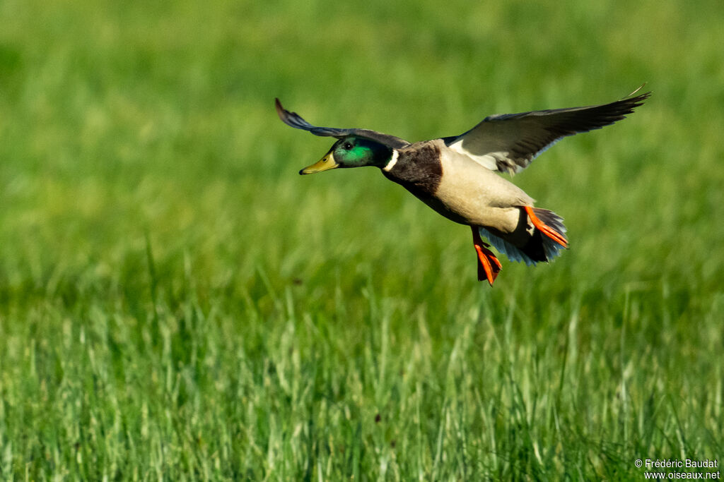 Mallard male adult breeding, Flight