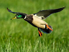 Canard colvert