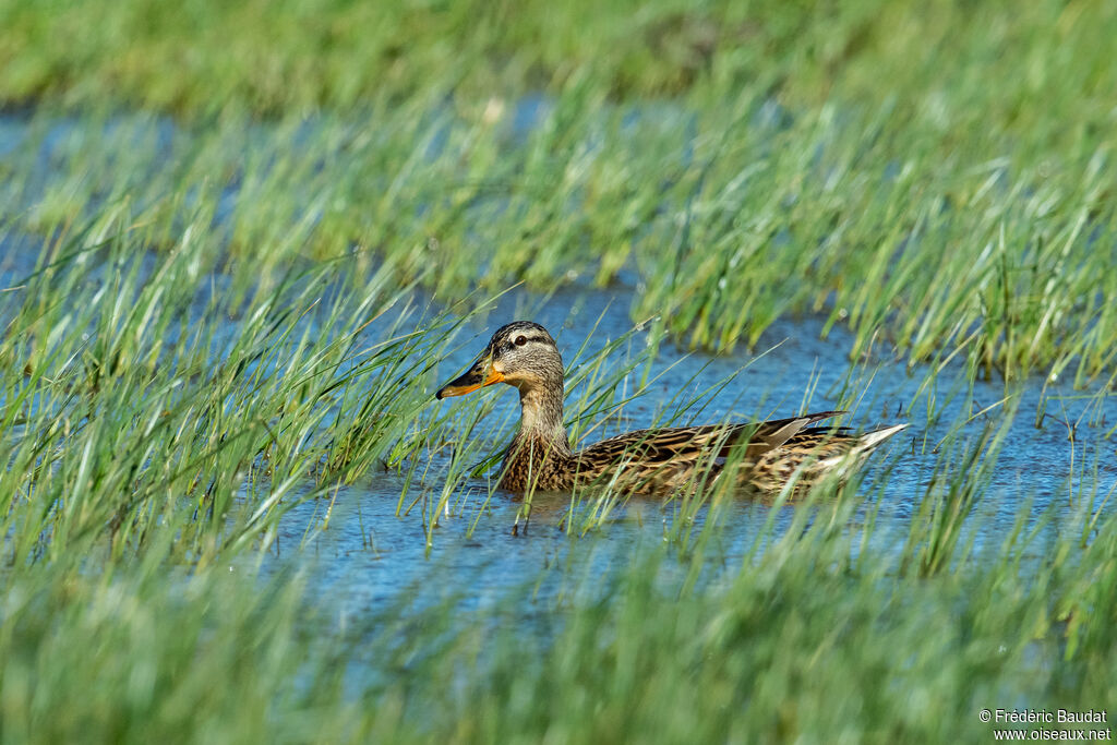 Canard colvert femelle adulte nuptial, nage