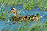 Canard colvert