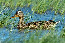 Canard colvert