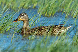 Mallard