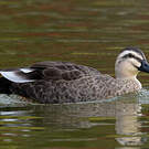 Canard de Chine