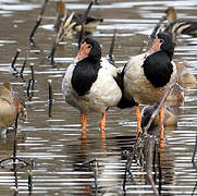 Magpie Goose