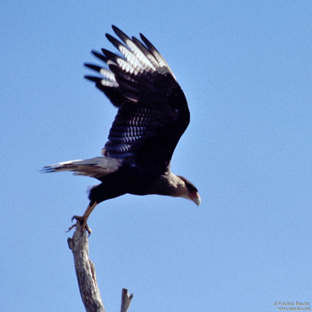 Caracara huppé, Vol