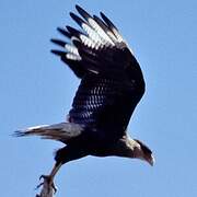 Caracara huppé