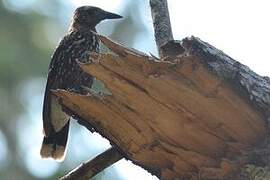 Spotted Nutcracker