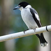 Grey Butcherbird