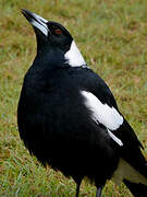 Australian Magpie