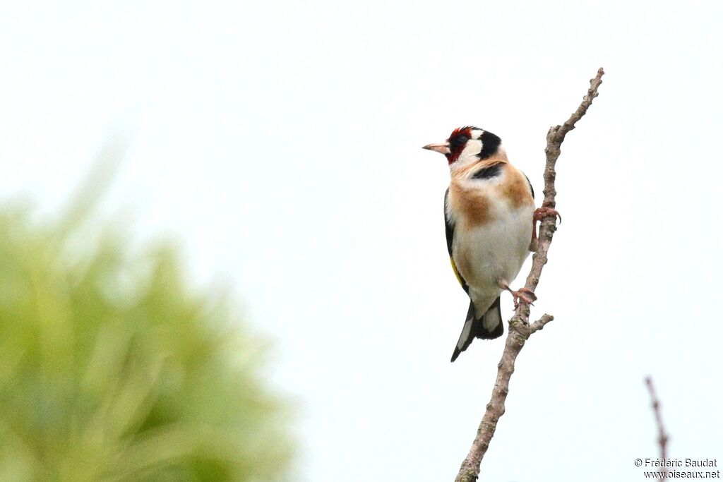 European Goldfinchadult