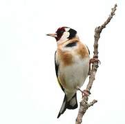 European Goldfinch