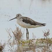 Common Greenshank