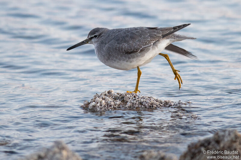 Grey-tailed TattlerSecond year