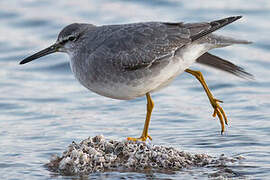 Grey-tailed Tattler