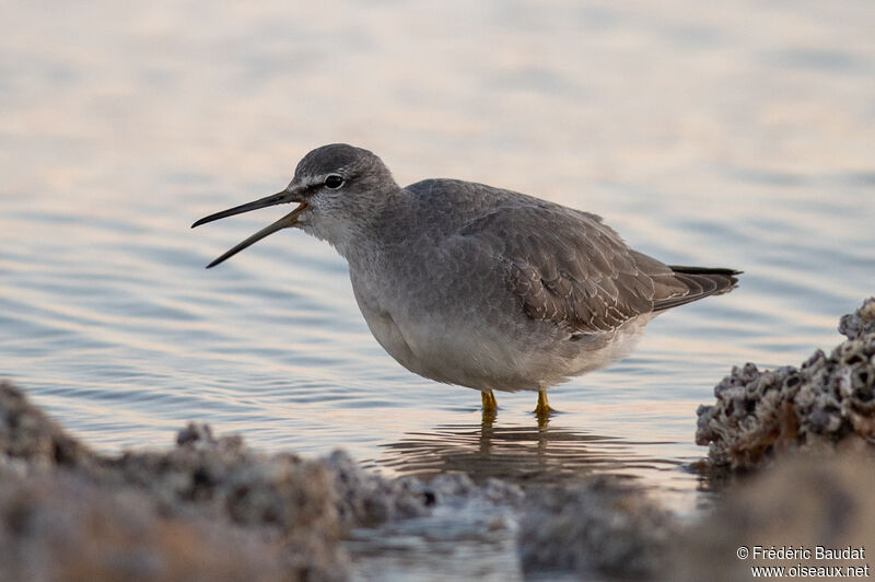 Grey-tailed TattlerSecond year