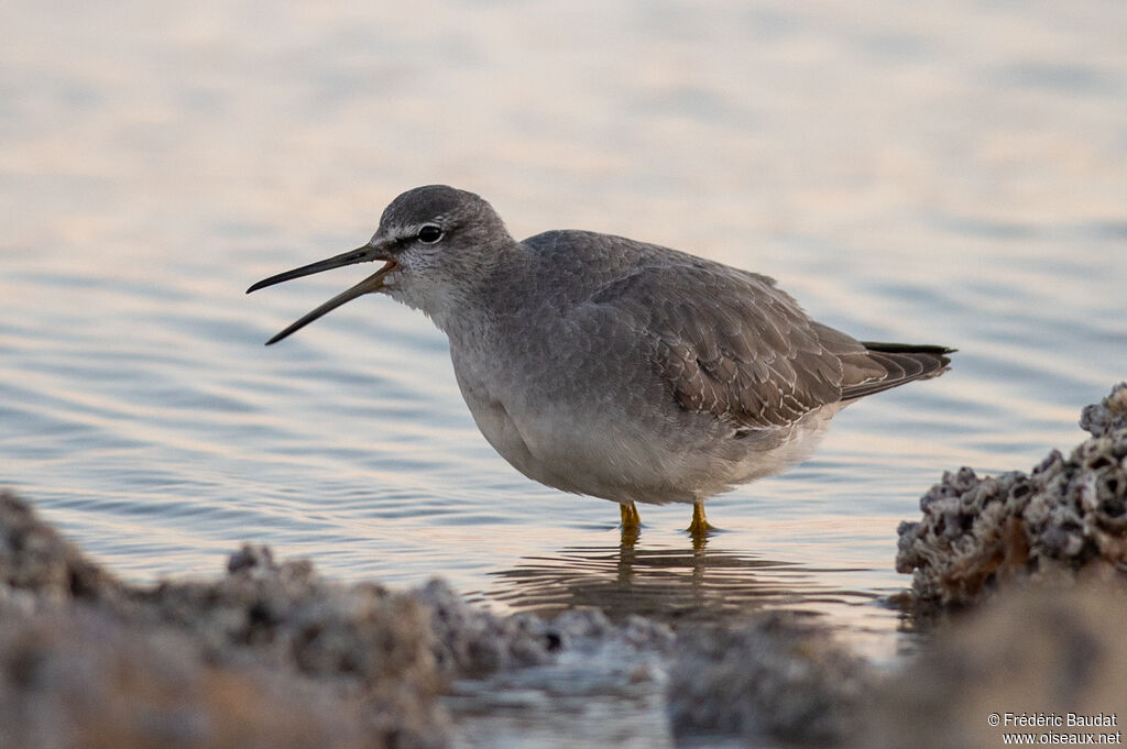 Grey-tailed TattlerSecond year