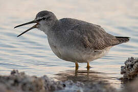 Grey-tailed Tattler