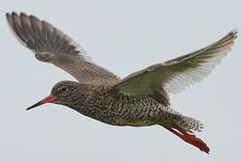 Common Redshank