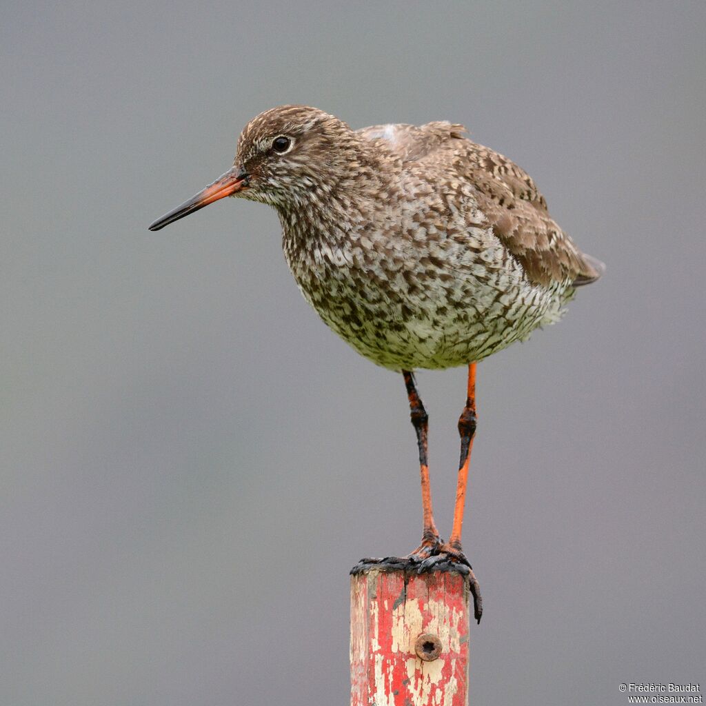 Common Redshankadult breeding, identification