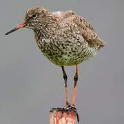 Common Redshank