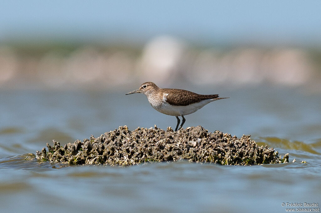 Common Sandpiperadult breeding