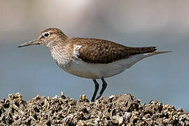 Common Sandpiper