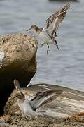 Common Sandpiper