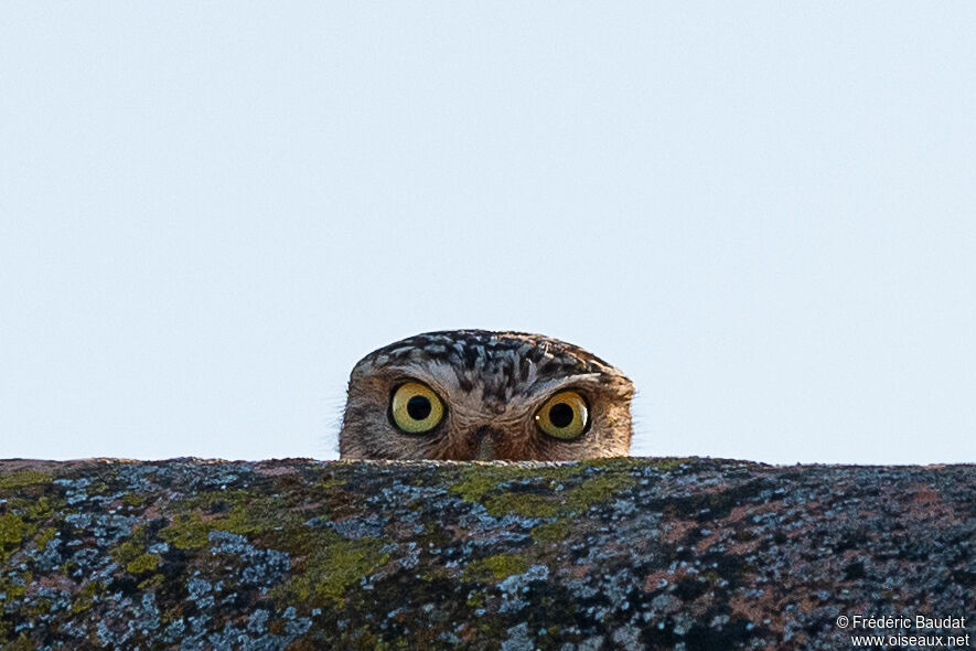 Little Owladult, close-up portrait