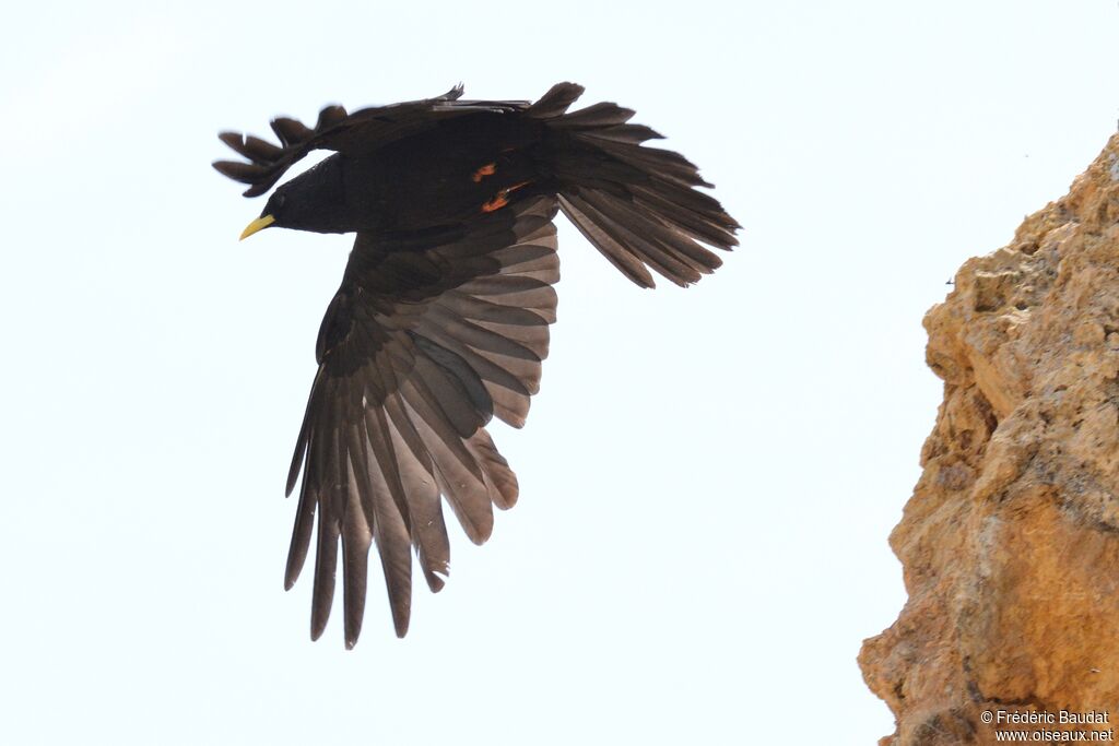 Alpine Chough, Flight