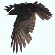 Alpine Chough