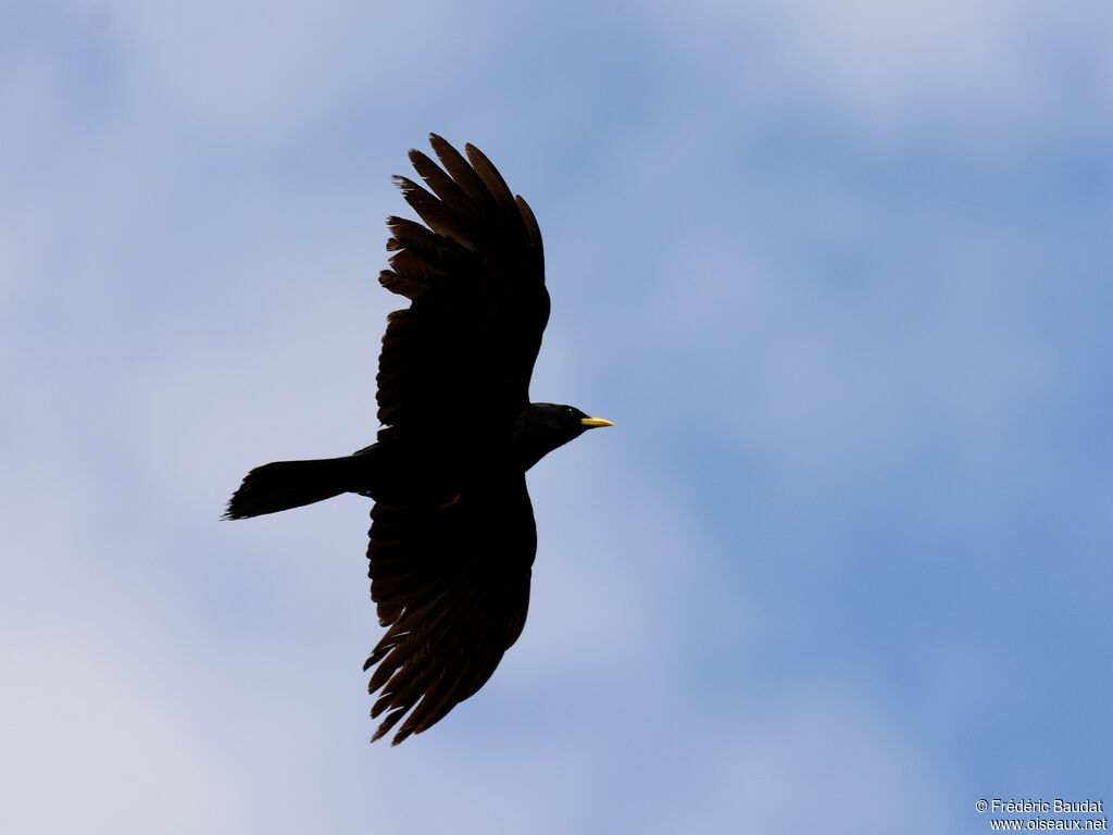 Alpine Choughadult, Flight