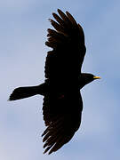 Alpine Chough