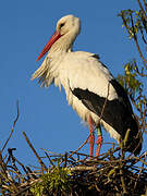 White Stork