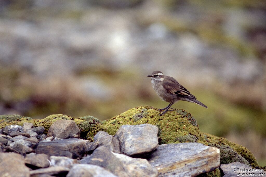 Buff-winged Cinclodes