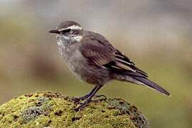 Buff-winged Cinclodes