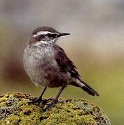 Buff-winged Cinclodes