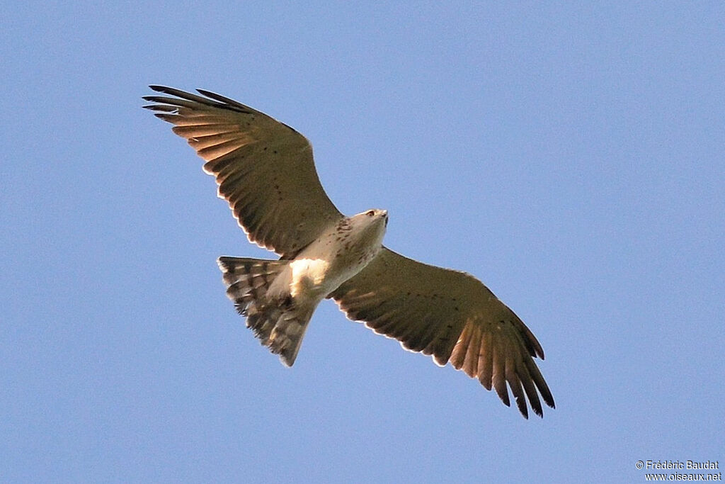 Short-toed Snake EagleThird  year, moulting, Flight