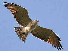 Short-toed Snake Eagle