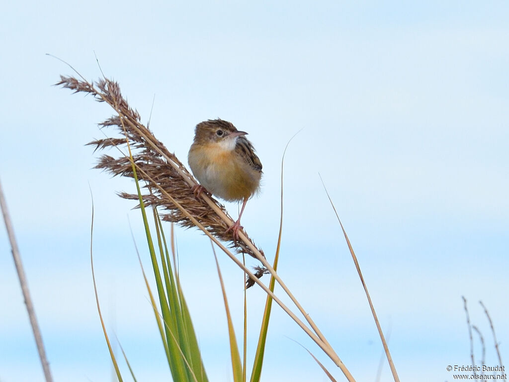 Zitting Cisticola