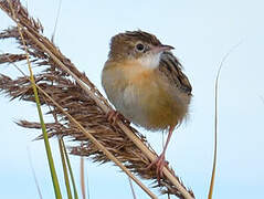 Zitting Cisticola