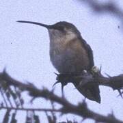 Beautiful Sheartail