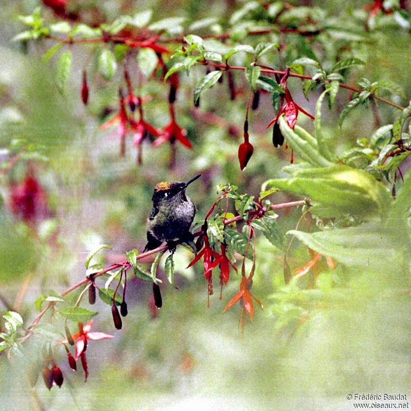 Colibri du Chili mâle adulte