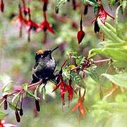 Green-backed Firecrown