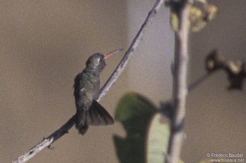 Colibri sombreadulte