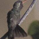 Colibri sombre