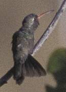 Dusky Hummingbird