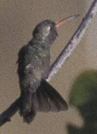 Colibri sombre
