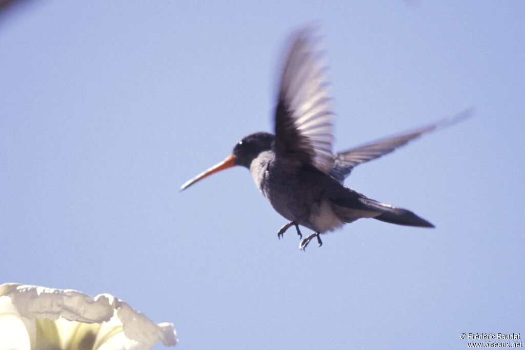 Dusky Hummingbird