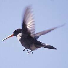 Colibri sombre